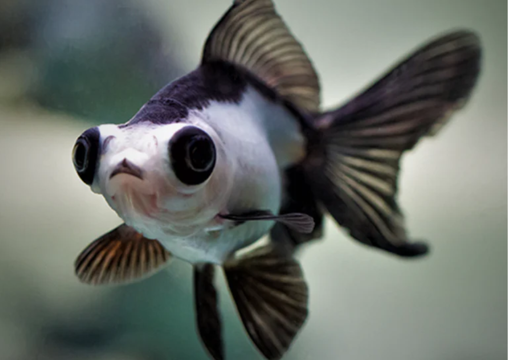 Fish Profiles | Panda Moor Goldfish