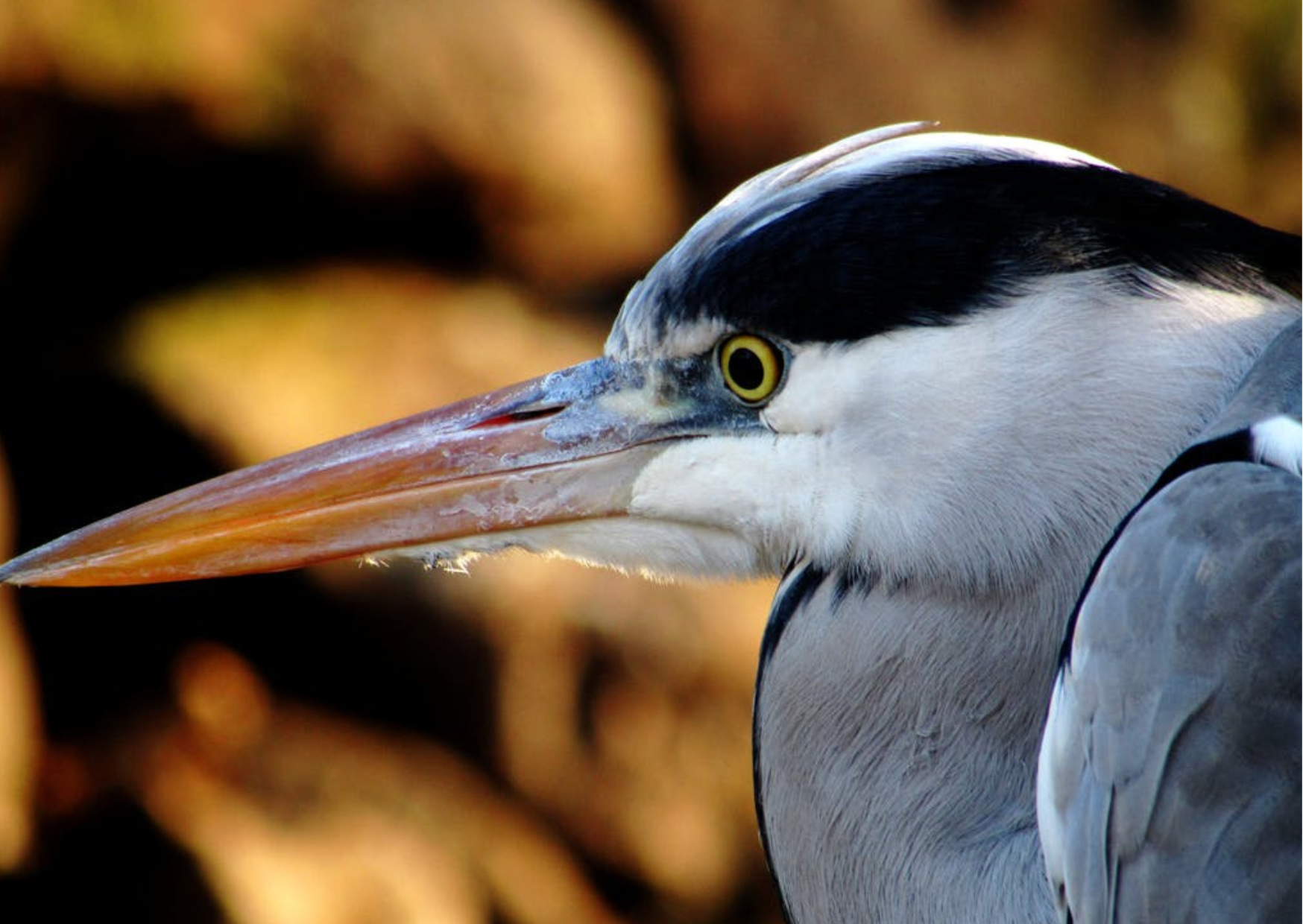 PondXpert Guide | Pest Deterrents