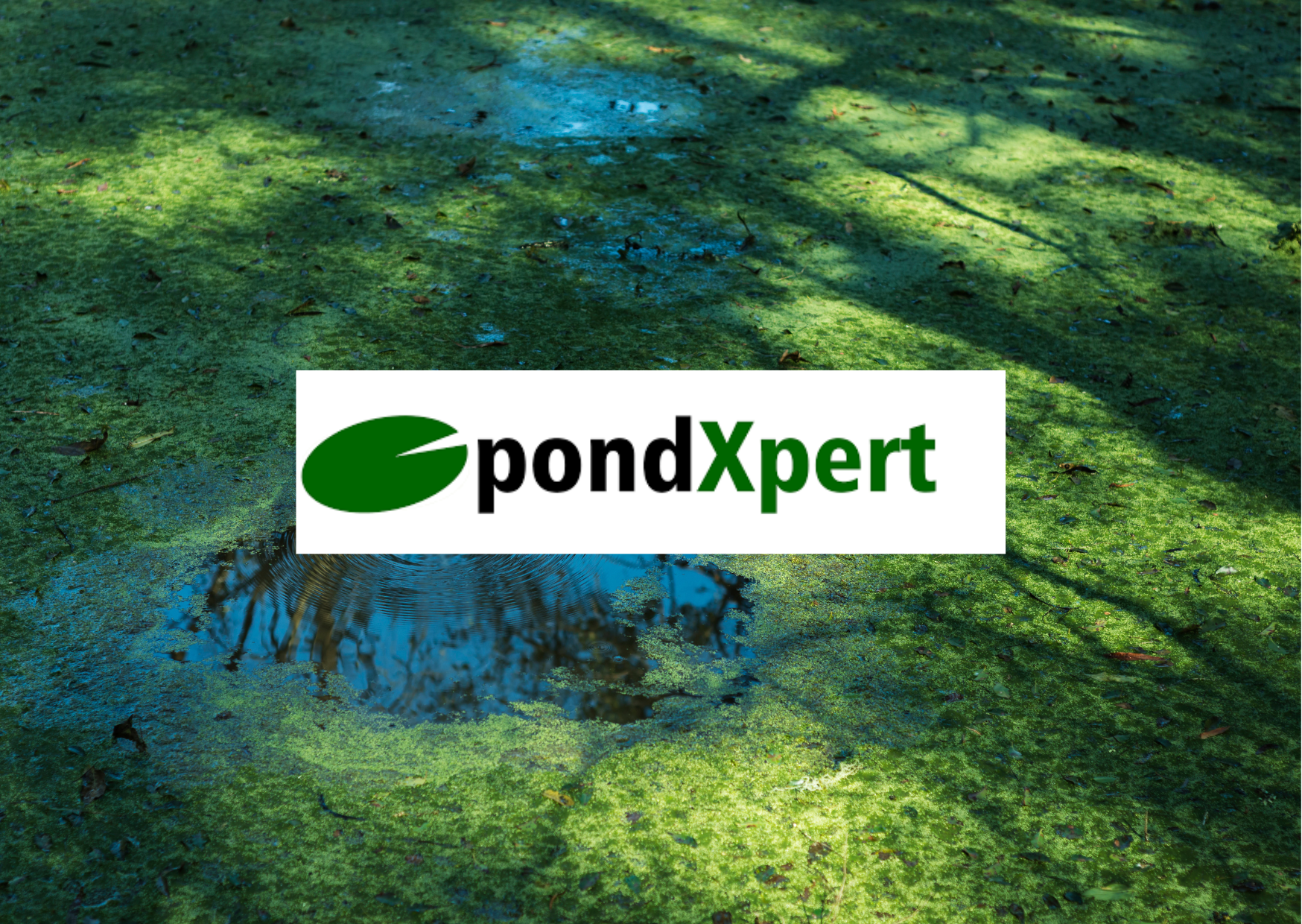 PondXpert Guide | How to Combat Blanketweed