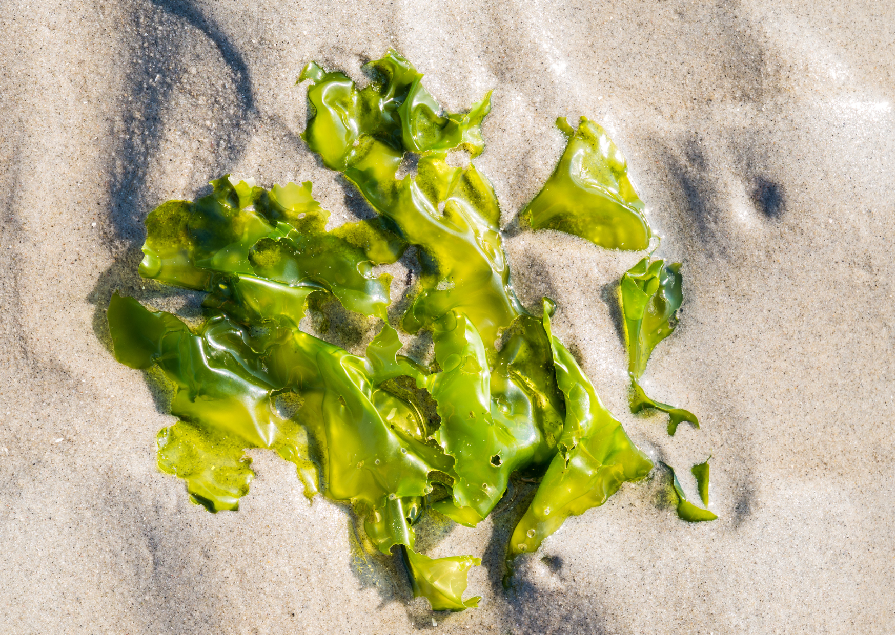 Seaweeds | Sea Lettuce (Ulva lactuca)