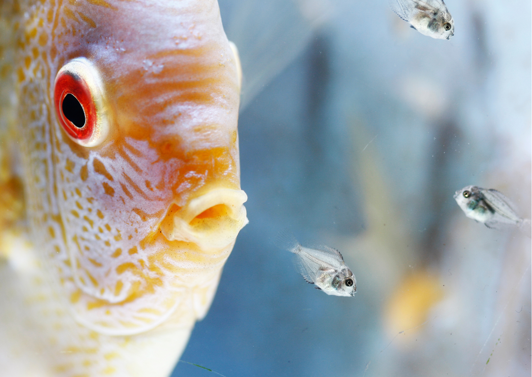 Can spawning fish cause an ammonia spike?