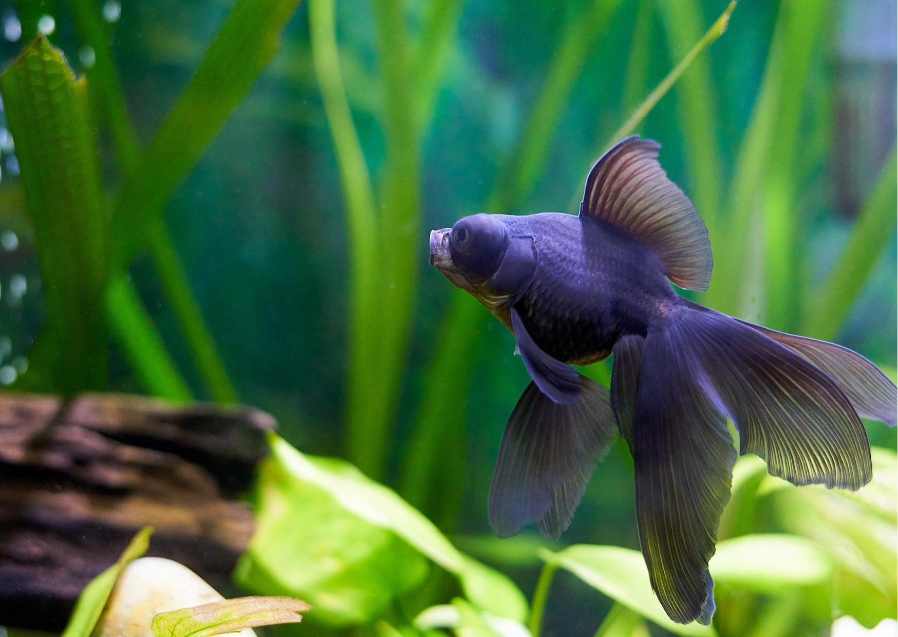 Key traits to look for in tankmates