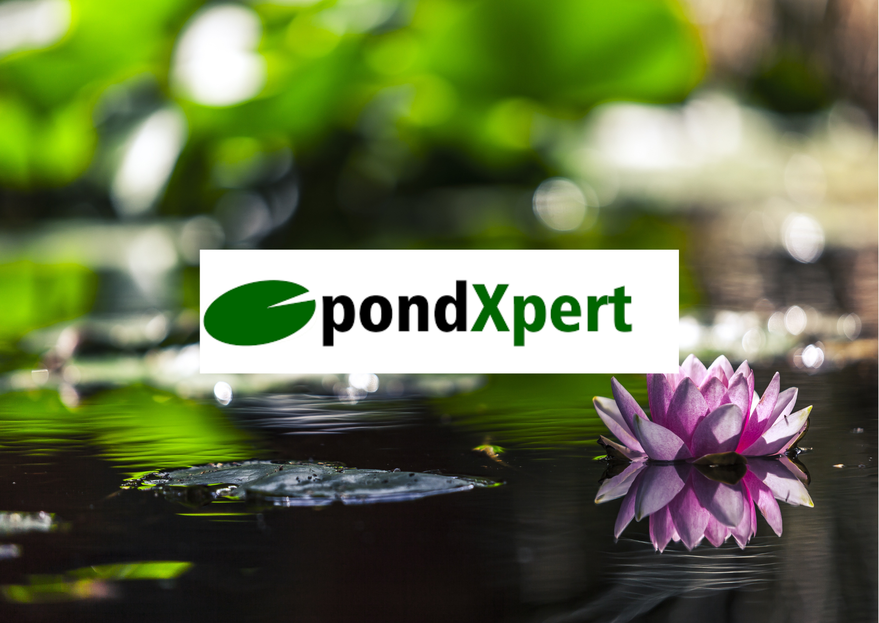 PondXpert Guide: Repotting Pond Plants