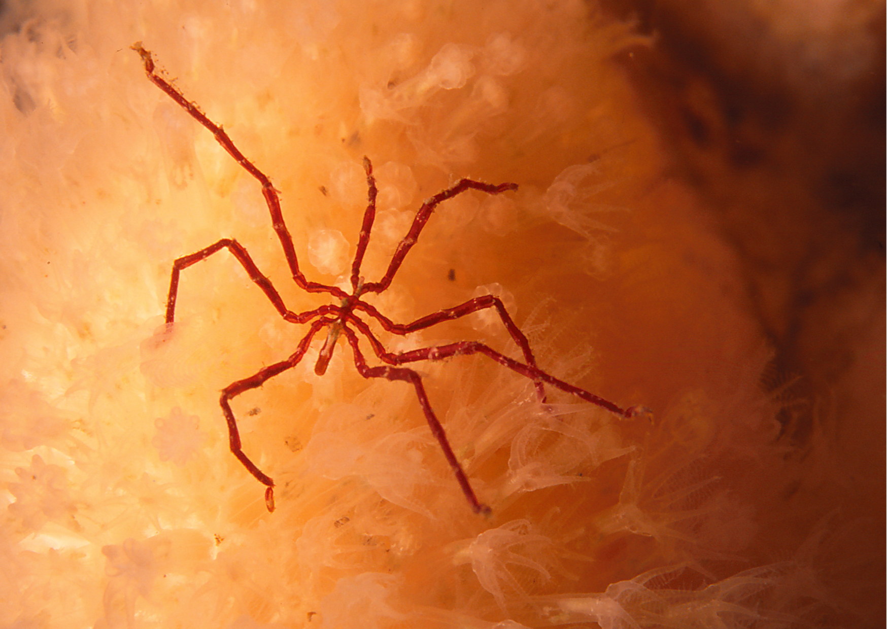 Around our Shores | Sea Spiders