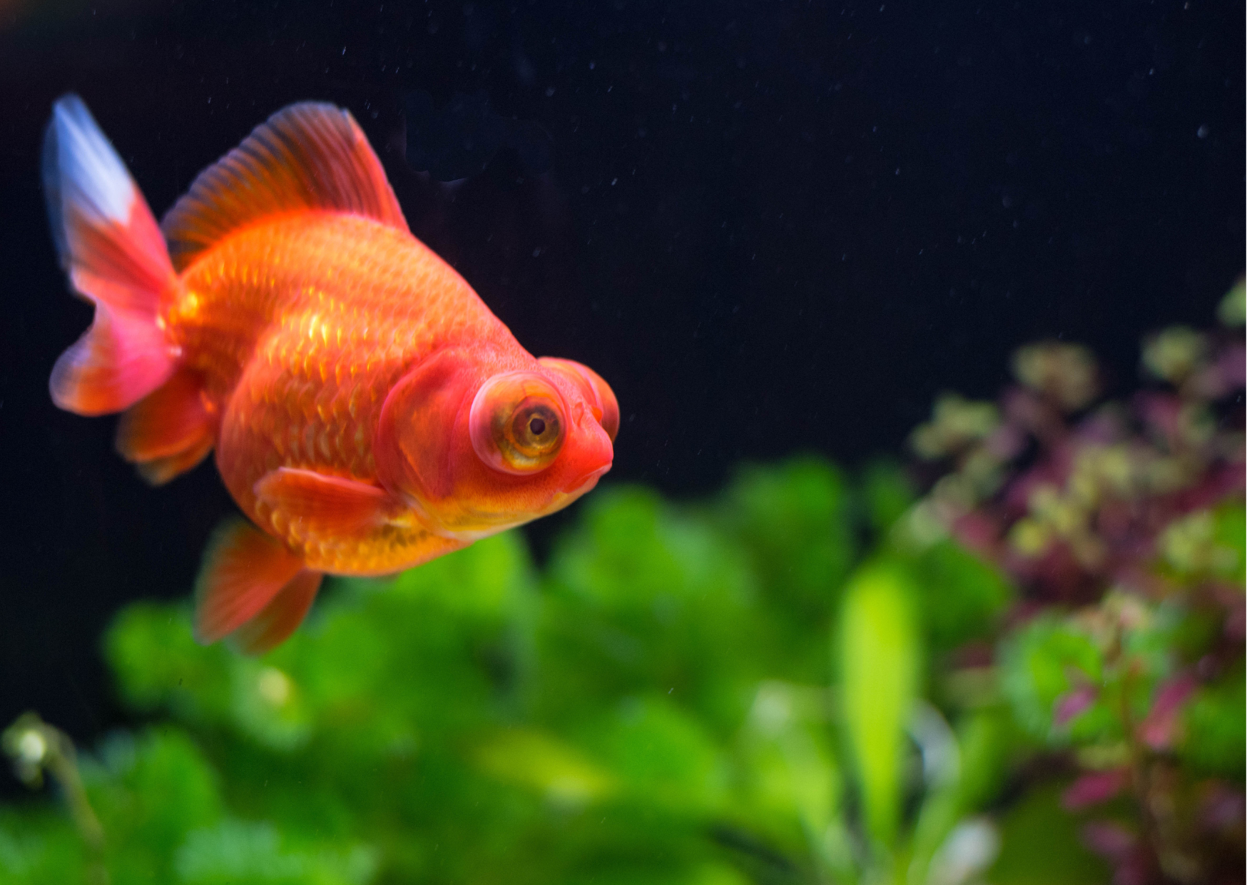 Fish Profiles | Red Moor Goldfish