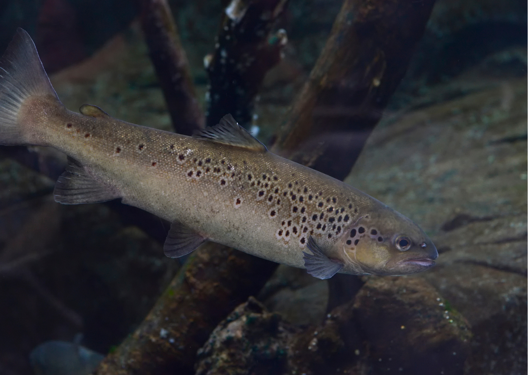 Around our Shores | Lesser Spotted Dogfish