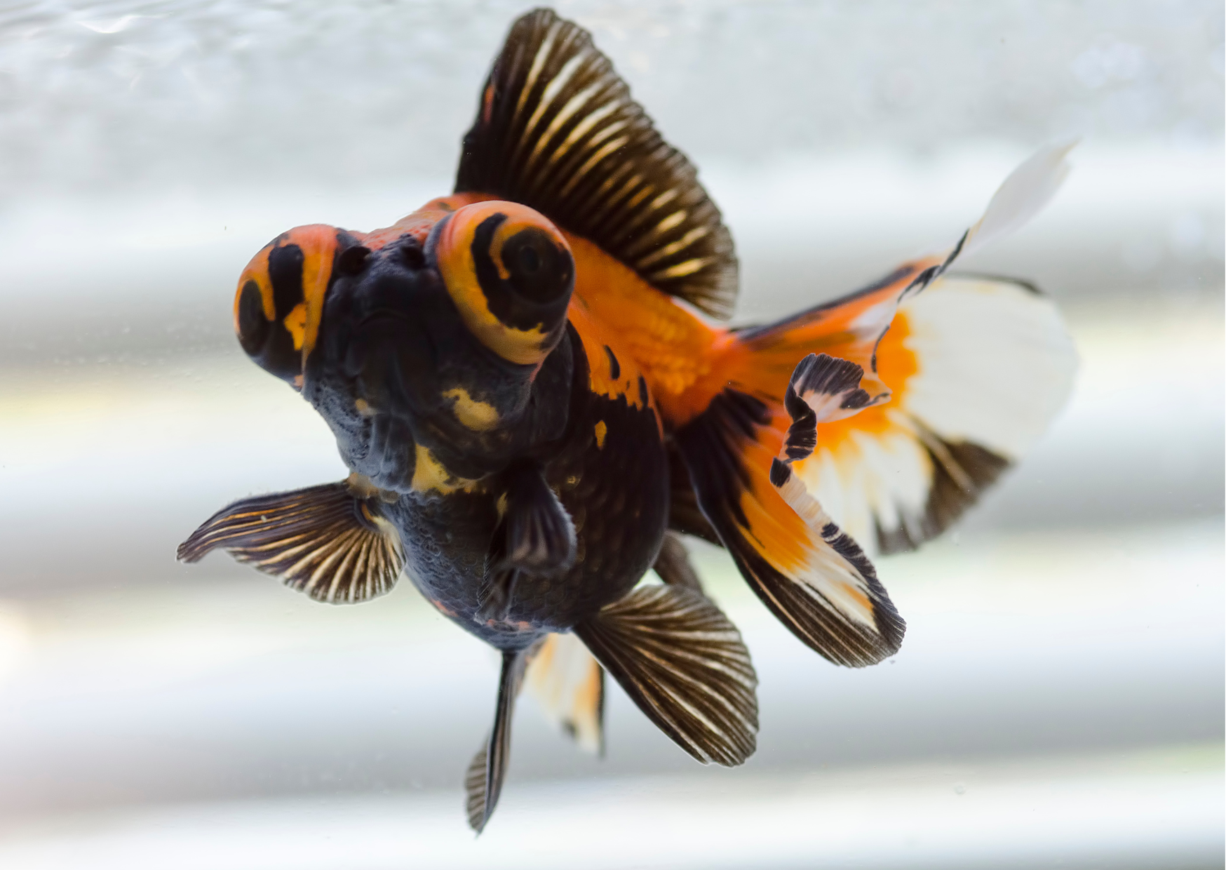 Fish Profiles | Butterfly Moor Goldfish