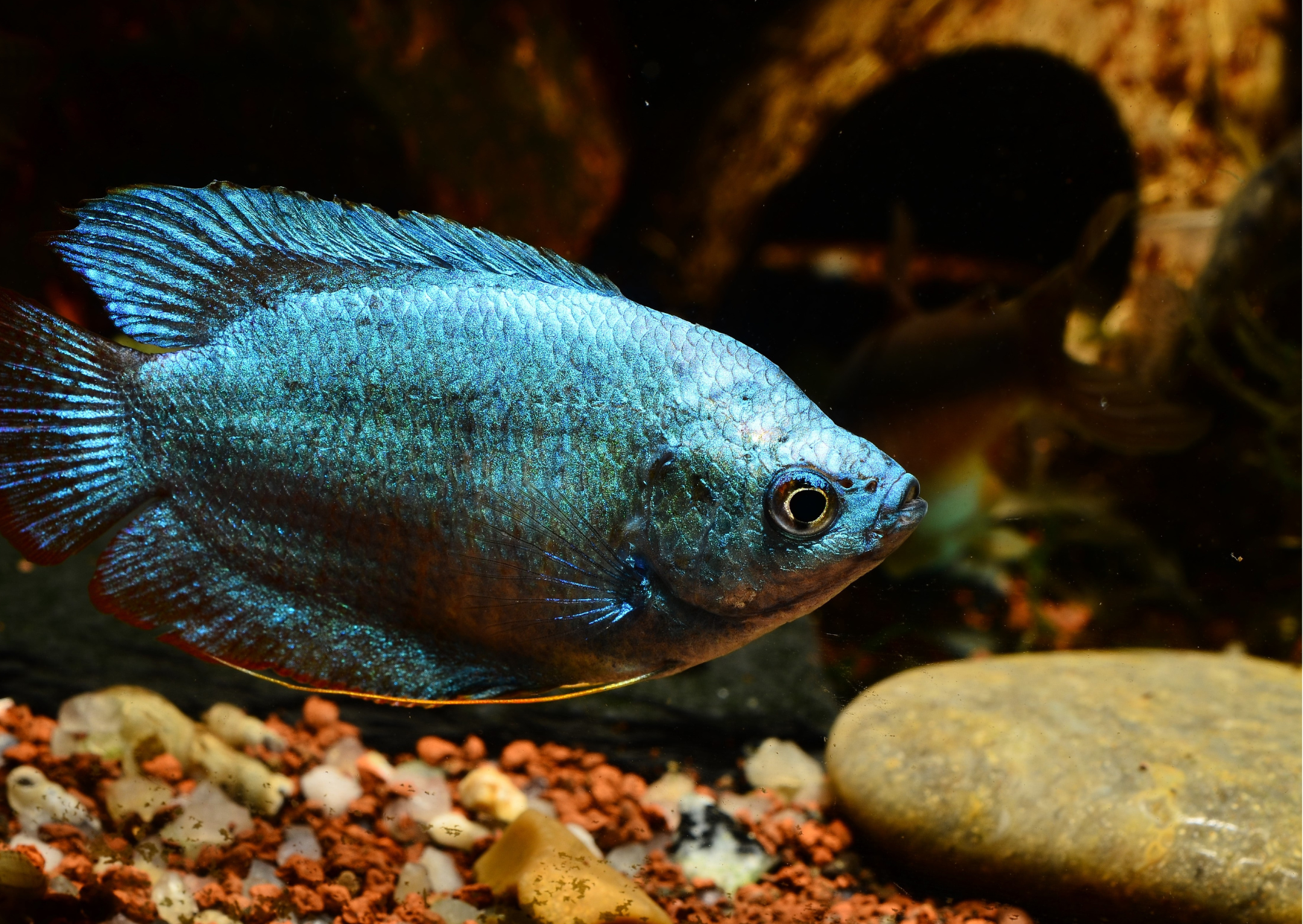 Classifying Fishes: Order Perciformes