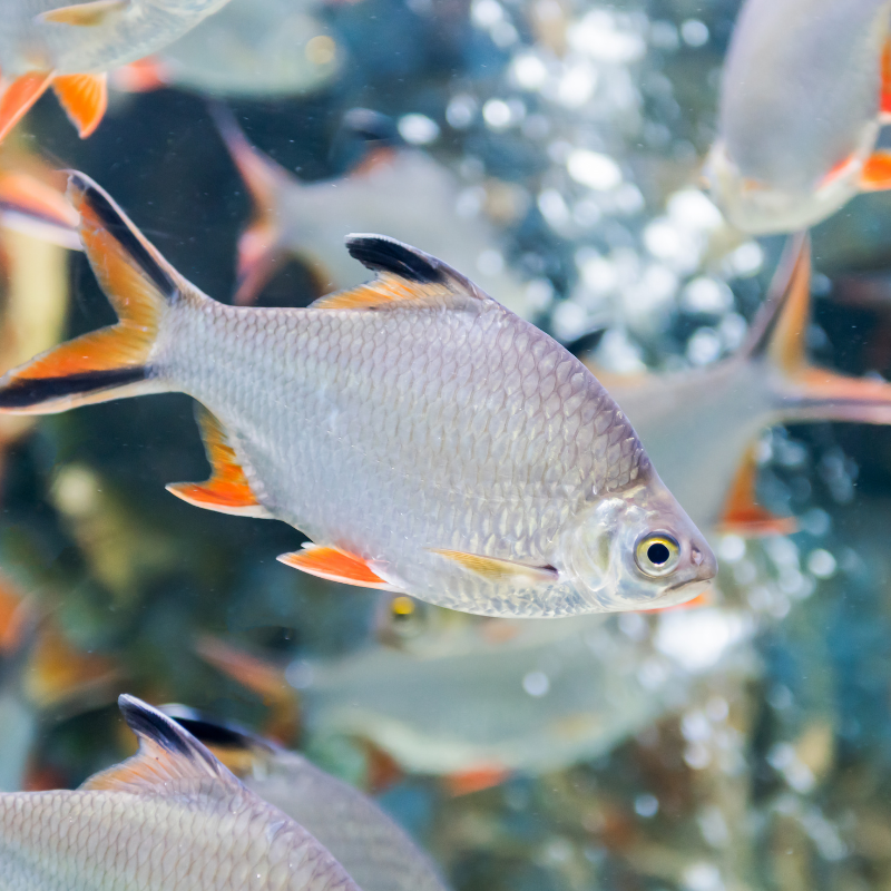 Do Barb Fish Eat Plants? Unveiling Aquatic Diets