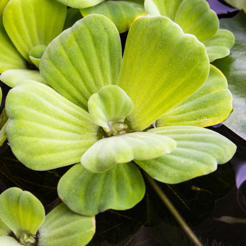 6 Live Water Lettuce Plants (Pistia Stratiotes) For Ponds - All-Natural Bio Filter, USA Grown