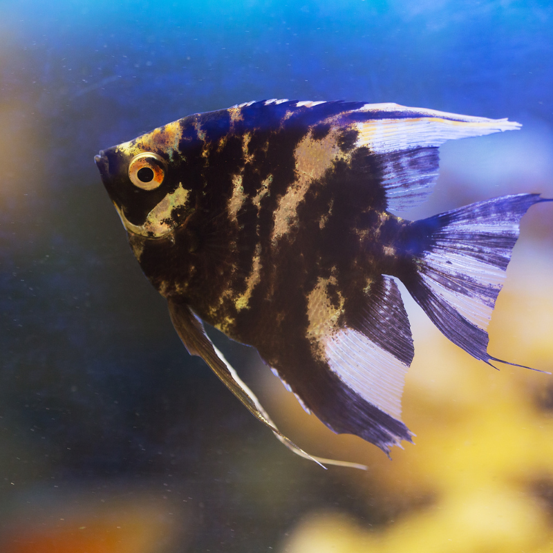 Are Black Angel Fish aggressive?