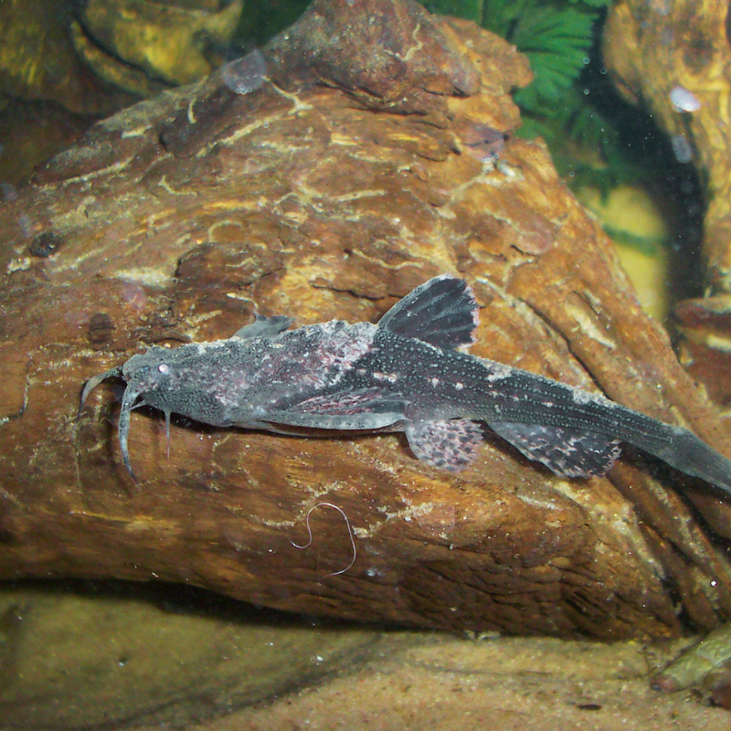 Do Banjo Catfish eat lots of algae?