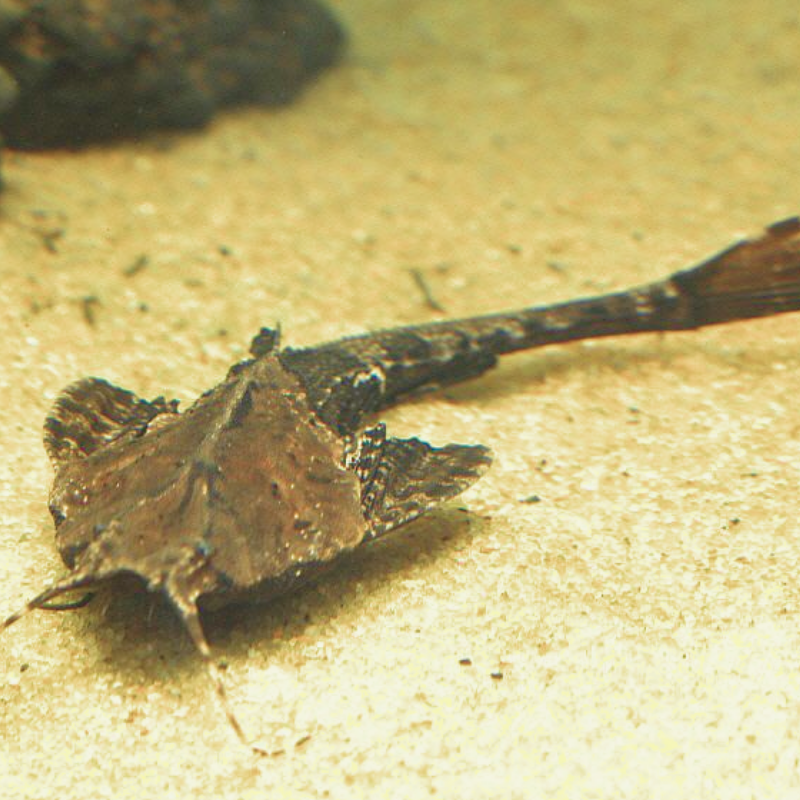 Are Banjo Catfish aggressive?