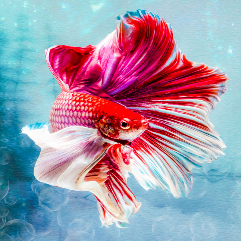 Details on keeping Siamese fighting fish with images and forums