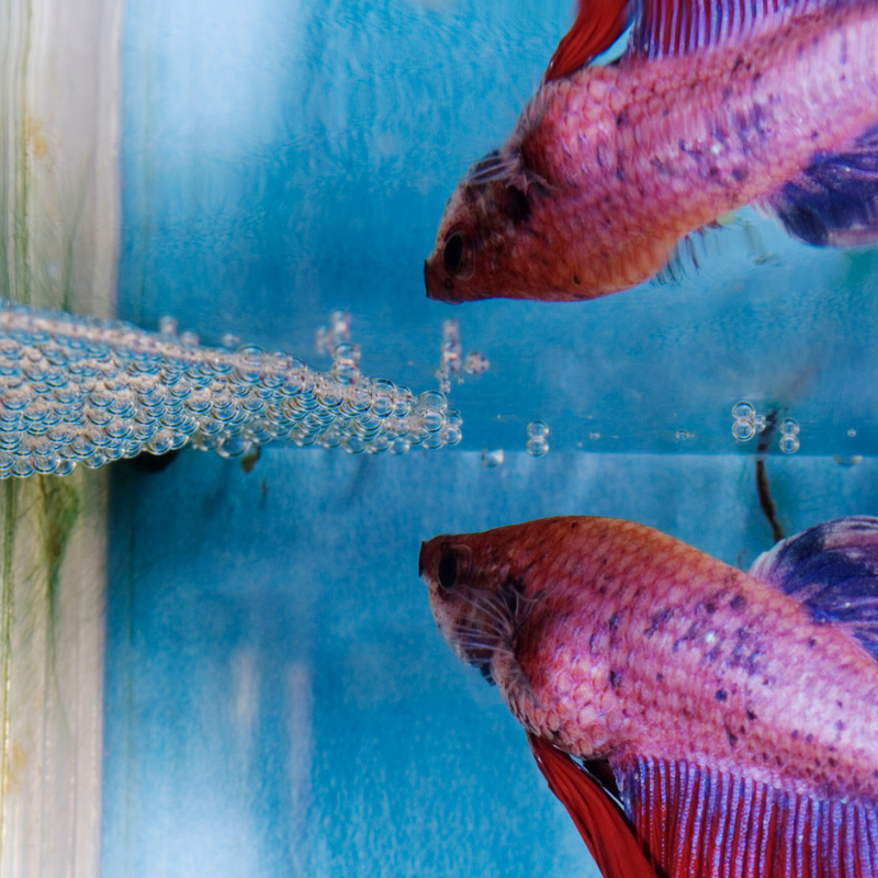 How do Siamese Fighter Fish breed?