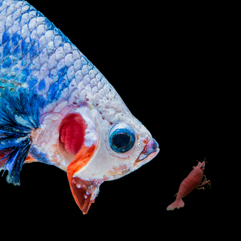 Do Siamese Fighting Fish eat shrimp?