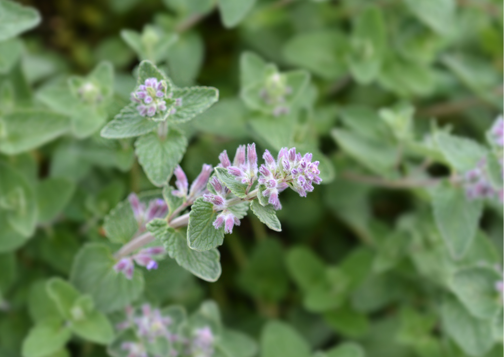 What is Catnip? How does it affect Cats?