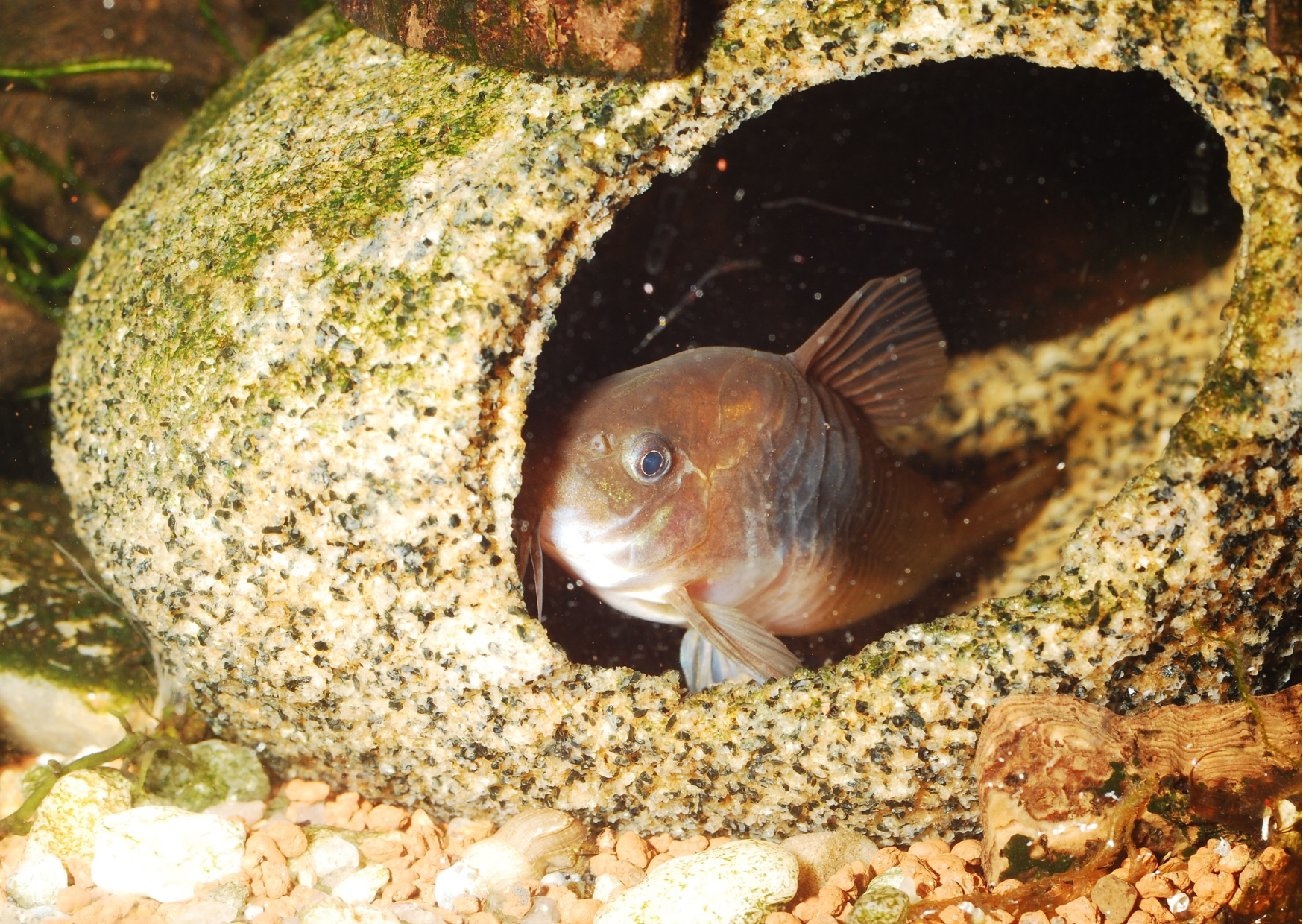 Yellow sales catfish aquarium