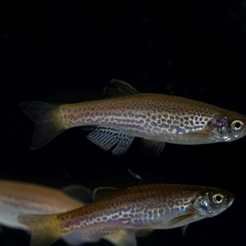 Where do Leopard Danio fish come from?