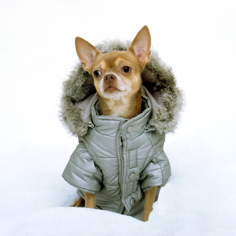 Should I buy my dog a coat?