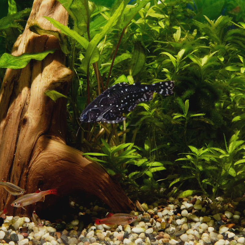How fast do Spotted Raphael Dora Catfish grow?