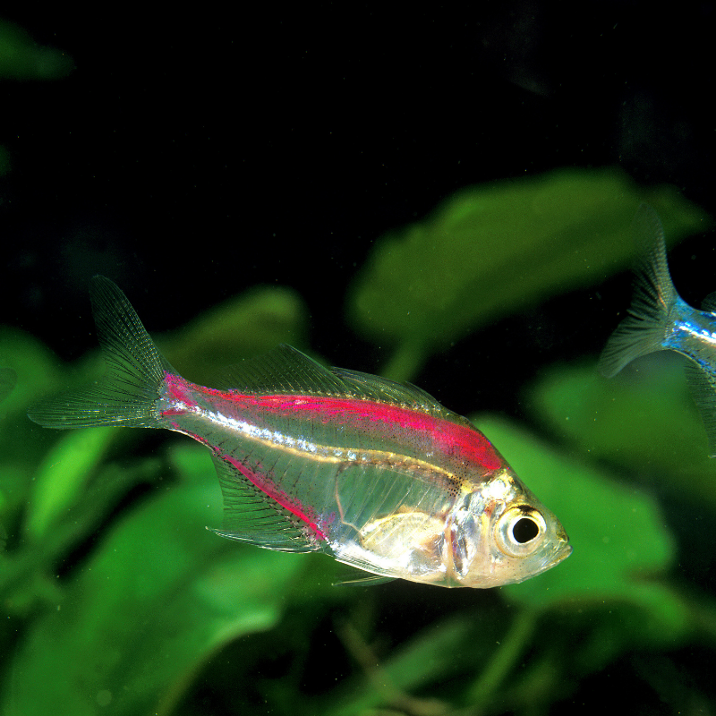 What are painted, tattooed or dyed fish?