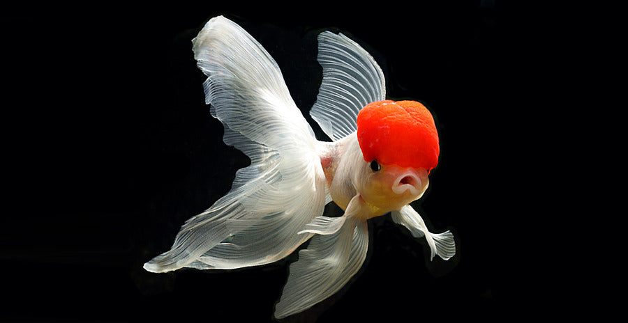 Can you keep Oranda goldfish in an outdoor pond?