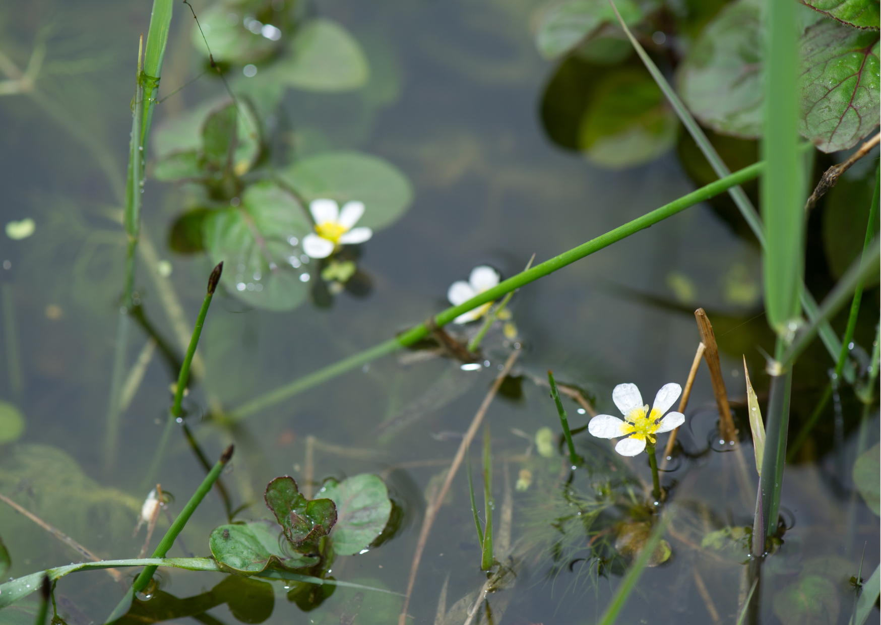 Quick Guide to British Native Aquatic Plants