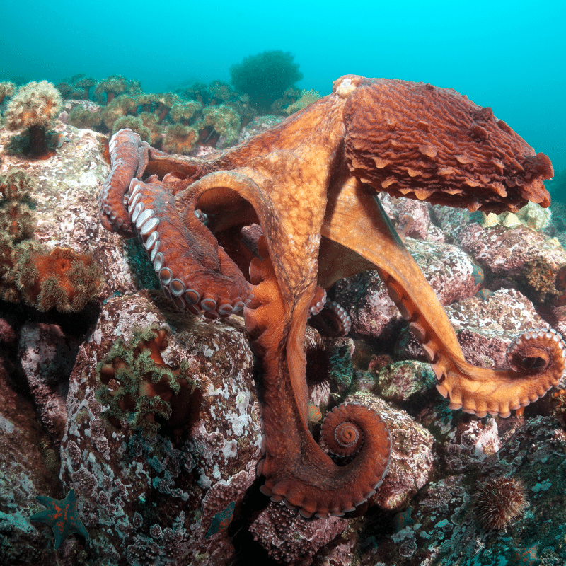 Lords of the Sea: The Giant Pacific Octopus
