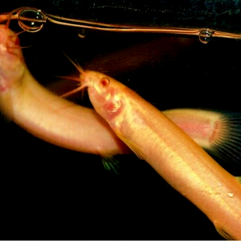 Can Weather Loach survive in cold water tanks?