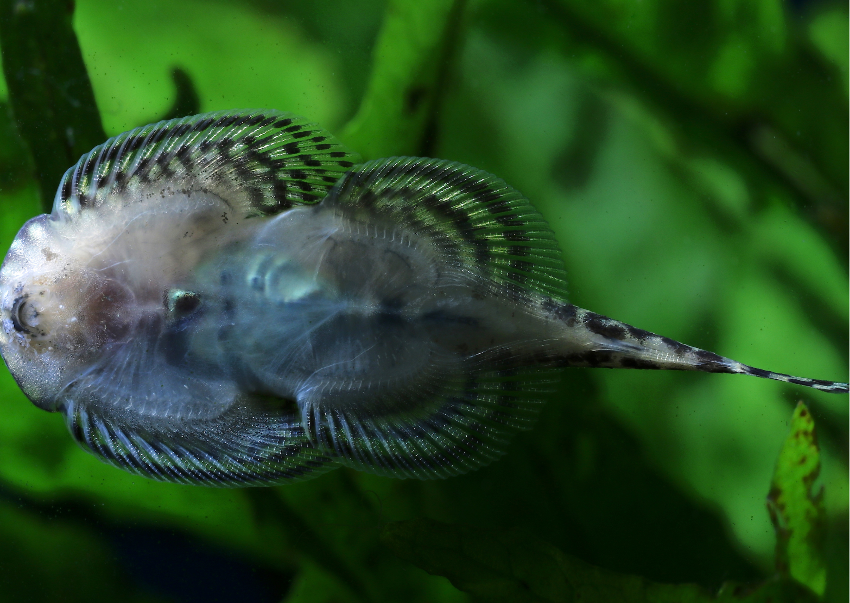 Fish Profiles: Hillstream Tiger Loach