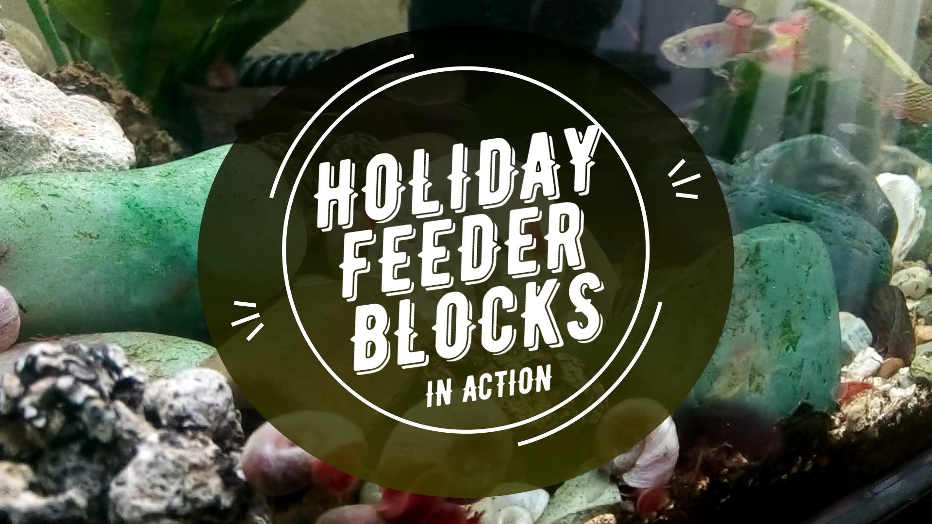 Vintage Fish House Videos | Holiday Feeder Block