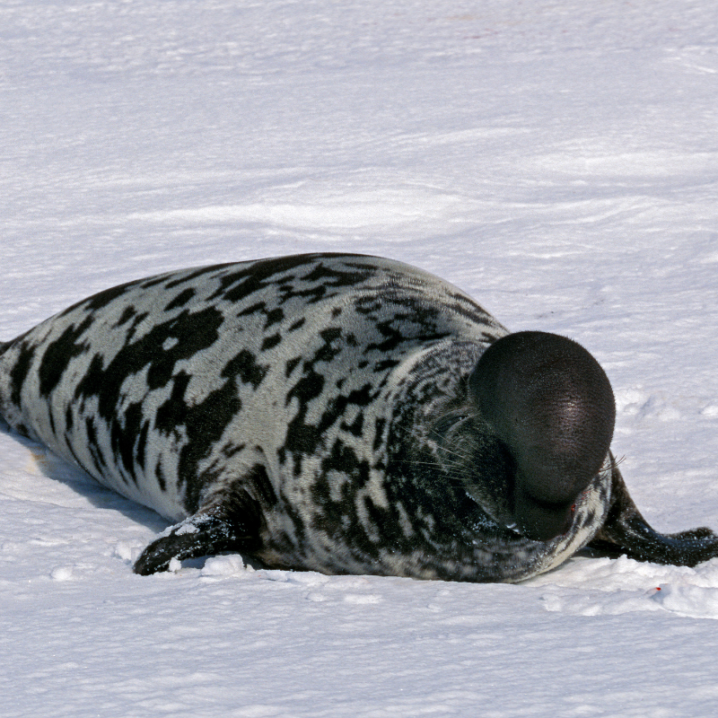 Mo Mammals Mo Plankton: Hooded Seals