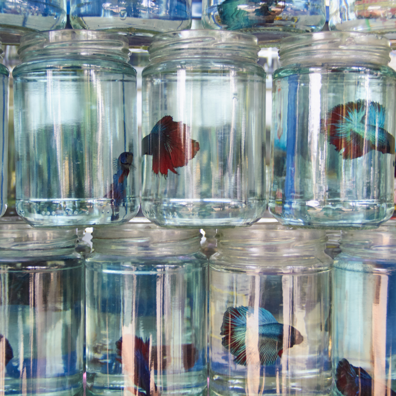 Can you keep Siamese Fighter Fish in jars?