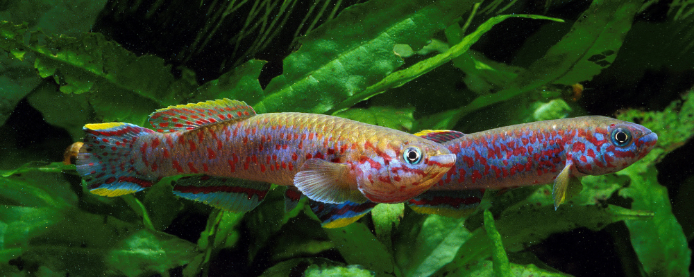 Why is the Golden Wonder Panchax called a Killifish?