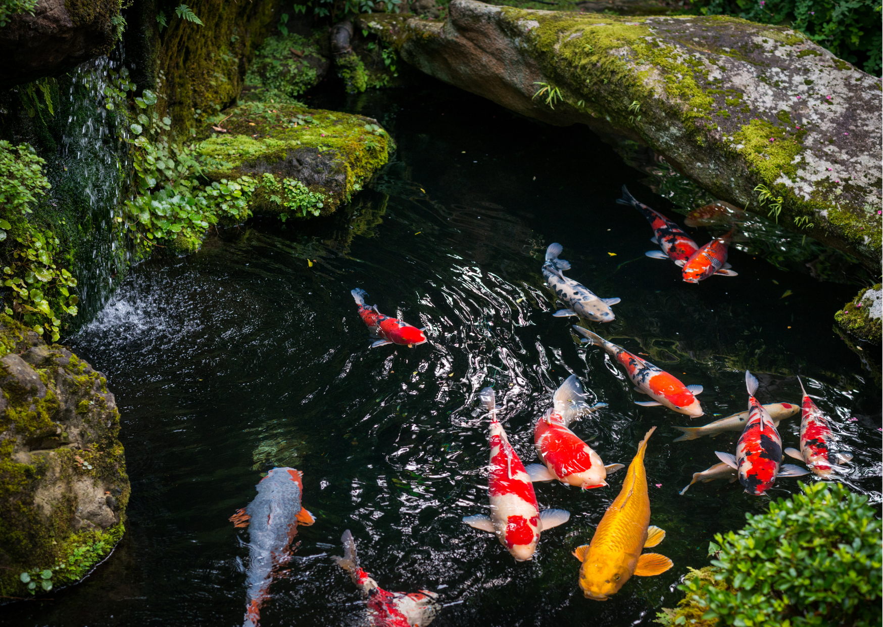Koi Fish Thefts | Misguided Theives