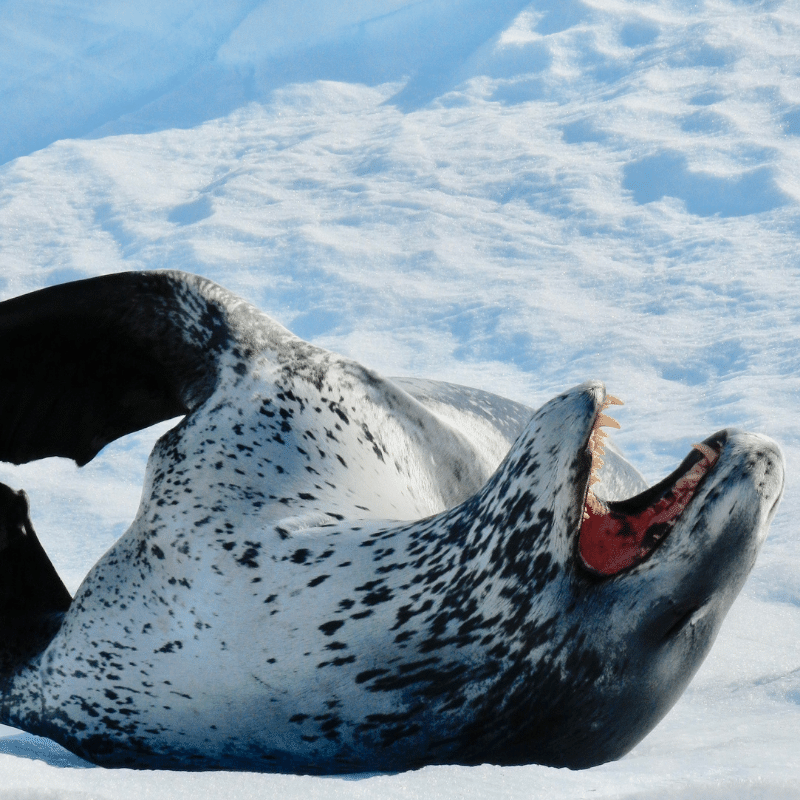 Lords of the Sea: The Leopard Seal