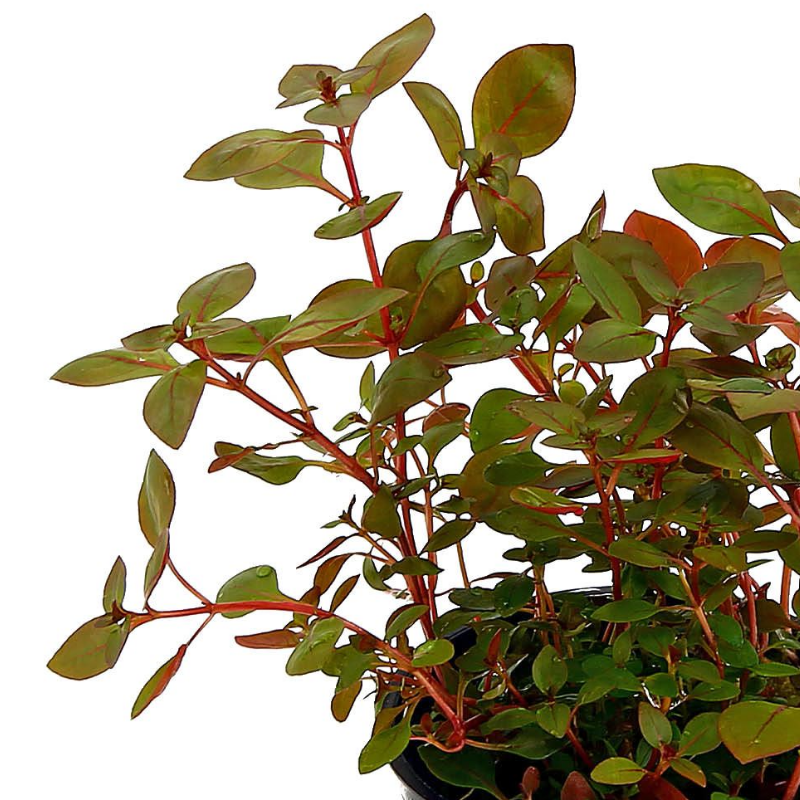 Is Ludwigia Palustris a beginner aquatic plant?