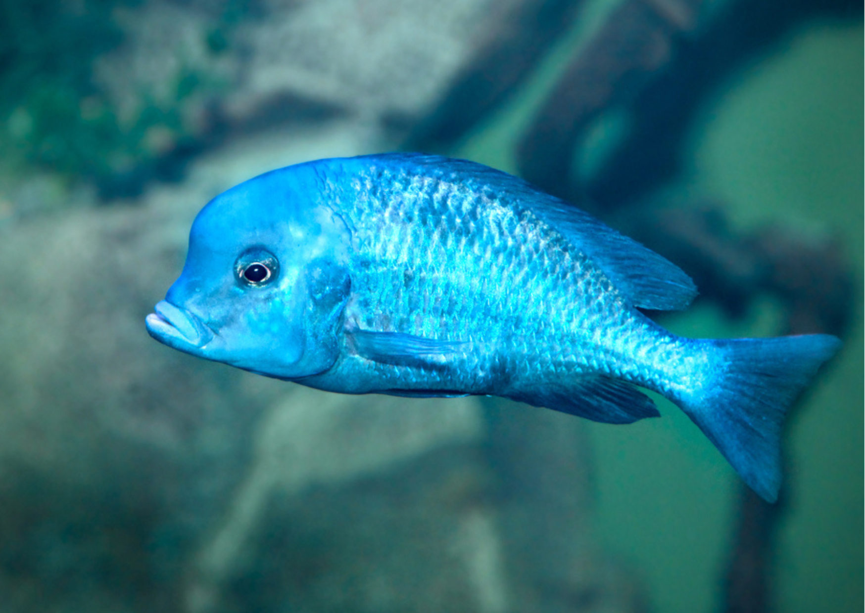 Fish Profiles: The Malawi Dolphin