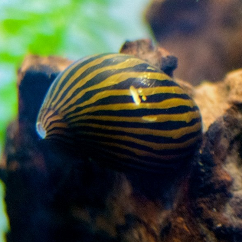 Can Nerite Snails crawl out of a fish tank?