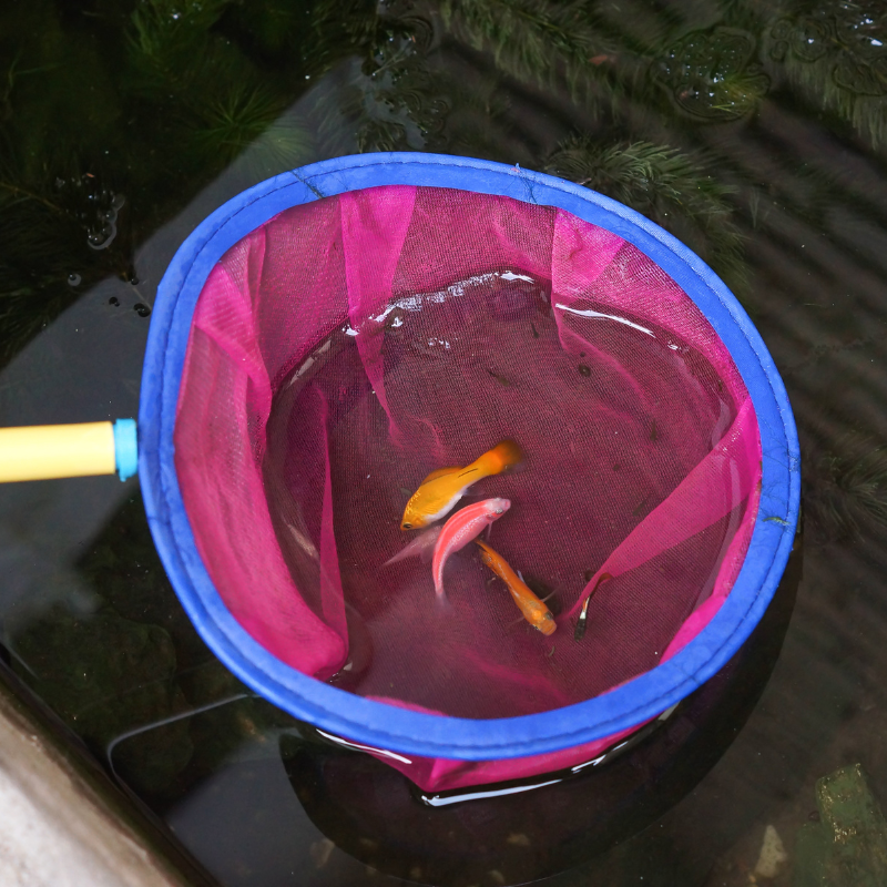 What size Fish Net should I use?