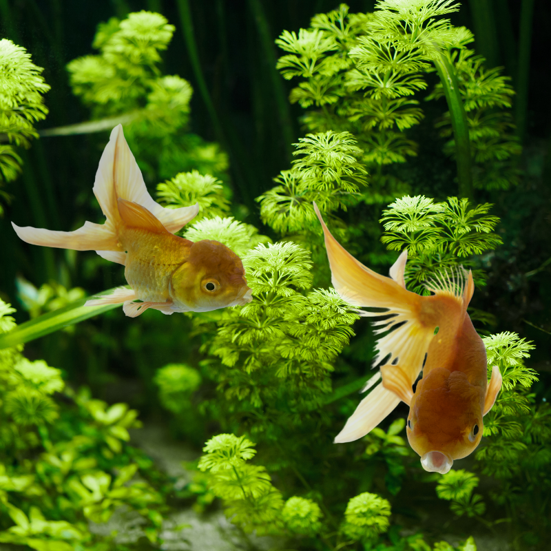 How big do Chocolate Oranda goldfish get?