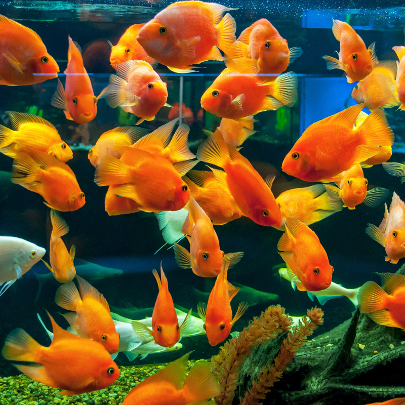 Classifying Fishes: Taxonomy