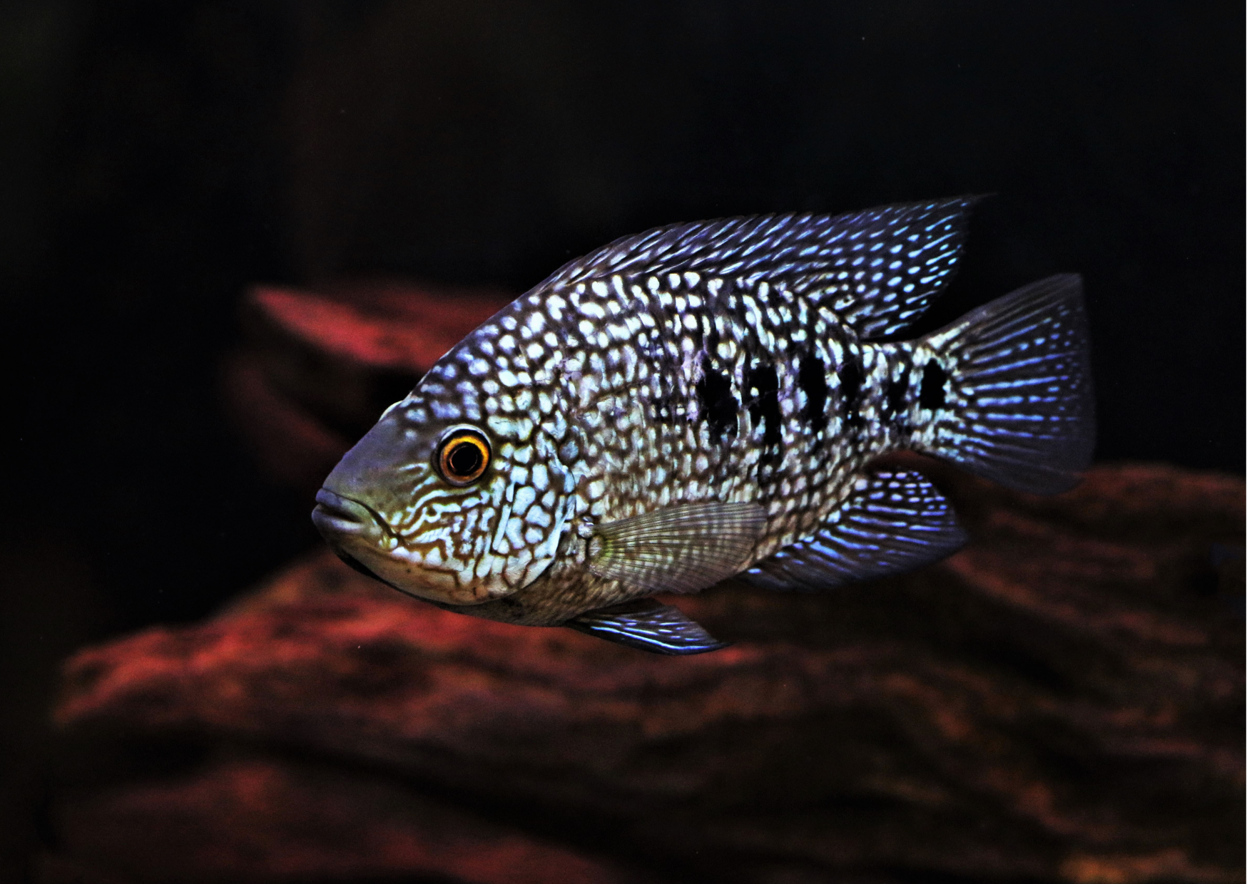 Fish Profiles: Pearlscale Cichlid