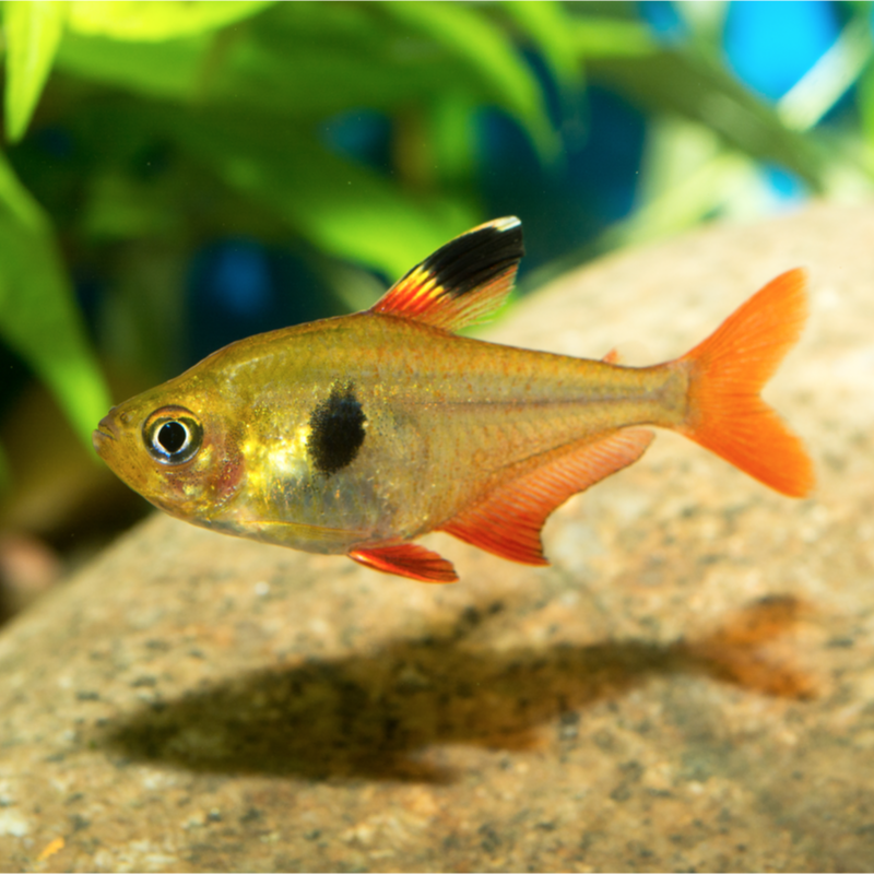 What is the difference between male and female Red Phantom Tetra?
