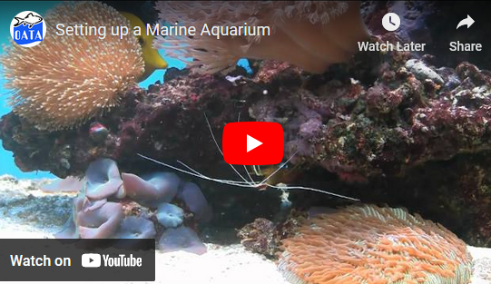 Setting up a Marine Aquarium | OATA Video Guide
