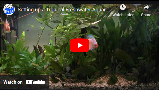 Setting up a Tropical Aquarium | OATA Video Guide
