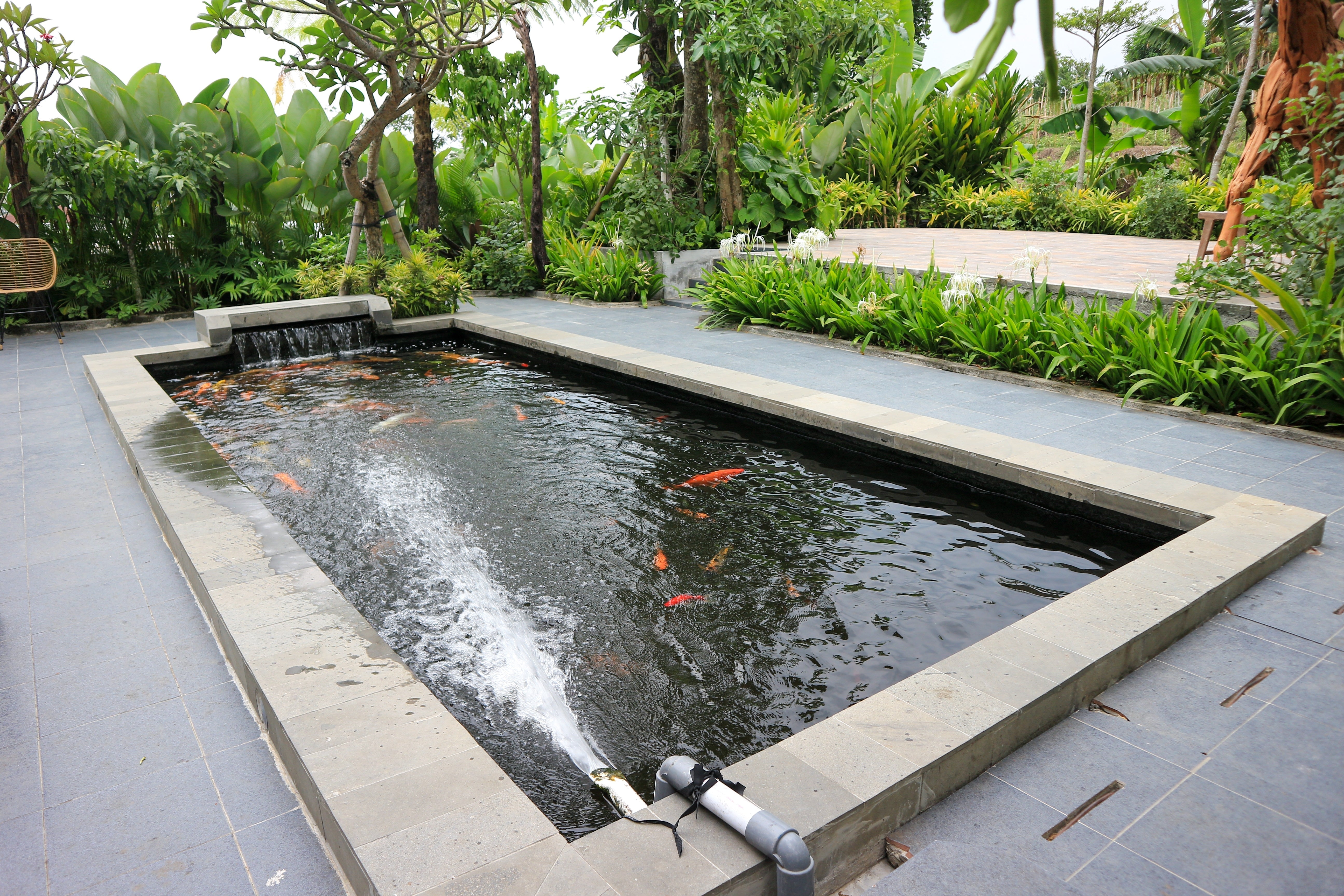 Formal Ponds vs Raised Ponds