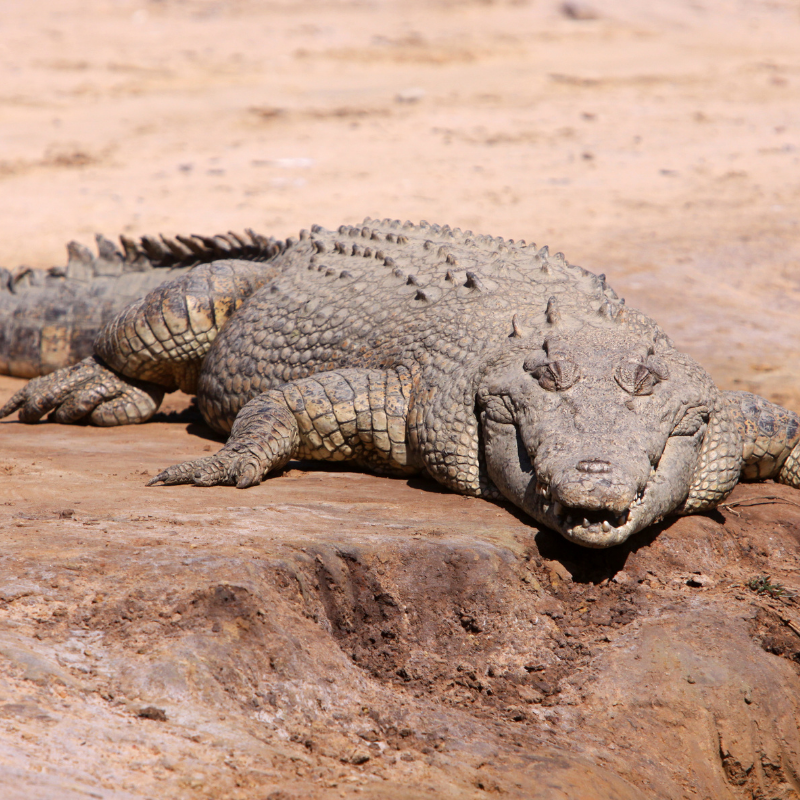 Lords of the Sea The Saltwater Crocodile Real Aquatics