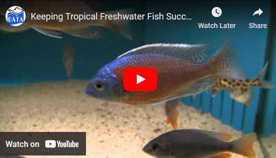 Keeping Tropical Fish Successfully | OATA Video Guide